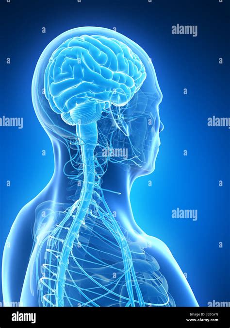 3d Rendered Illustration Male Brain Stock Photo Alamy