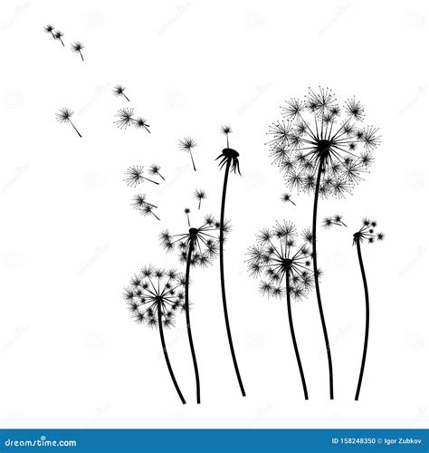 Silhouette D Un Dandelion Aux Graines Volantes Contour Noir D Un