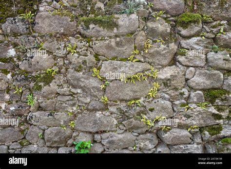 La Textura De Un Muro De Piedra Castillo Viejo Muro De Piedra De Fondo