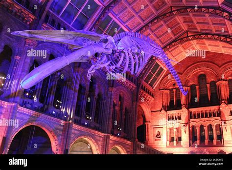 Blue Whale Skeleton nommé Hope dans Hintze Hall Natural History