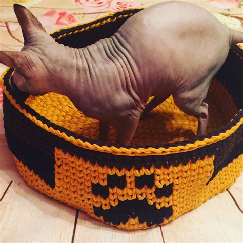 Корзинка для нашей мадамы 😻#кошкиндом#павлодар#сфинкс | Сфинкс, Кошки ...