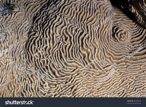 Close Texture Paterns Castle Coral Pachyseris Stock Photo 89403340