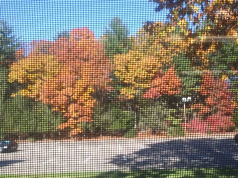 Traditional Fall Foliage Display By Ladybird413 On Deviantart