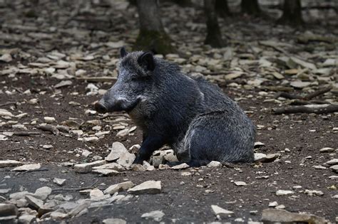 Wildschwein Tier Schwein Kostenloses Foto Auf Pixabay Pixabay