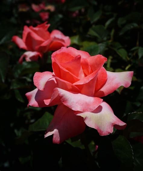 Plantfiles Pictures Hybrid Tea Rose Touch Of Class Rosa By Supval