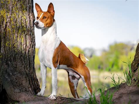 Cutest Hypoallergenic Dogs
