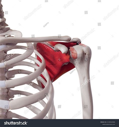 6 Medical Accurate Illustration Rotator Cuff Images, Stock Photos