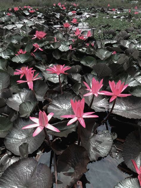 Teratai stock photo. Image of waterlily, teratai, water - 176785622