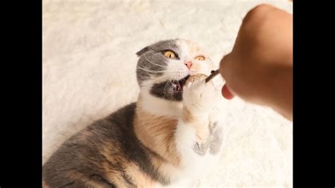 主人给了猫咪一堆猫薄荷棒棒糖，猫咪吸到脸变形，连亲妈都认不出来了 Youtube