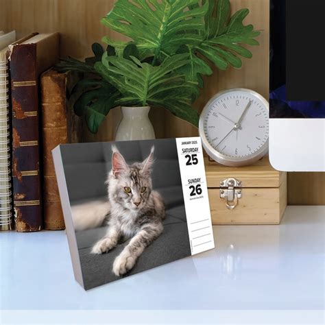 Katten Kalender Boxed Kopen Bestel Eenvoudig En Snel Online