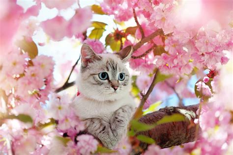 7 Best Flower Cat Trees For Springtime Play Vetstreet Vetstreet