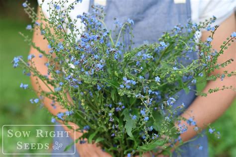 How To Grow Chinese Forget Me Nots From Seed To Blue Bouquet Sow