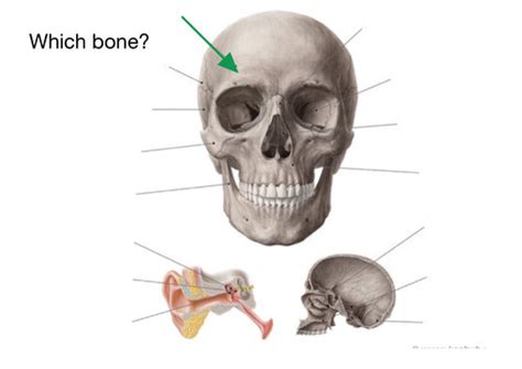 Axial Bones Flashcards Quizlet