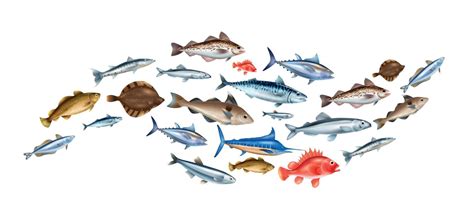 Realistic Fish Vector Art, Icons, and Graphics for Free Download