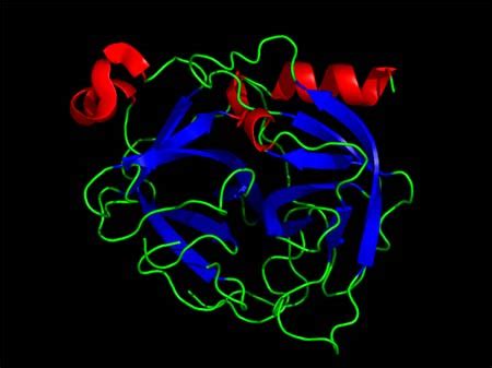 Chymotrypsin Overview, Mechanism & Structure - Lesson | Study.com