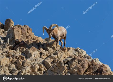 Nice Desert Bighorn Sheep Ram Rocks Stock Photo By Twildlife