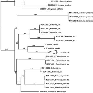 A Maximum Likelihood Based Phylogenetic Reconstruction Of The Indian