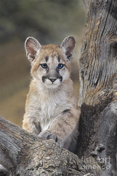 Mountain Lion Cub Photograph by Dave Welling - Pixels