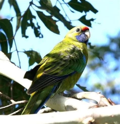 Green Rosella - Habitat Breeding Diet Destribution