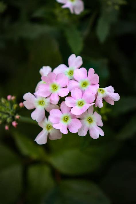 The Common Garden Verbena Glandularia × Hybrida Formerly Verbena