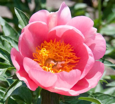 Paeonia Lovely Rose Peony