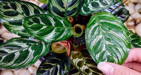 Calathea makoyana perfecta para el interior de casa Agromática