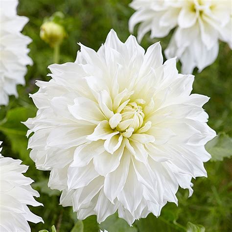 Dahlia Fleurel White Flower Farm