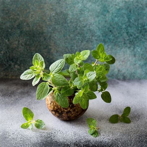 Premium Photo Oregano Or Marjoram Leaves Isolated On White Background