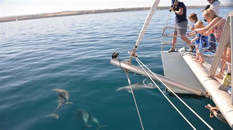 Dolphin Watching Cruise - Glenelg, South Australia - Adrenaline