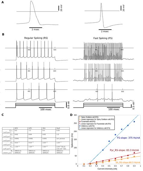 3: Adjustment of electrophysiology properties of isolated neurons. A ...