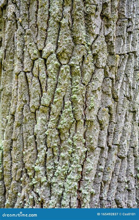 Texture of Bark of Ancient Mighty Oak Tree Trunk with Moss and Lichen ...