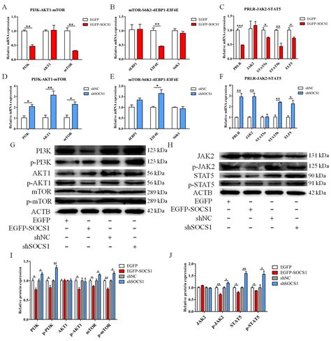 Cebpa Regulated Expression Of Socs1 Suppresses Milk Protein Synthesis