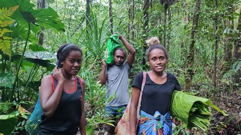 Digging Swamp Taro Village Life Solomon Islands YouTube