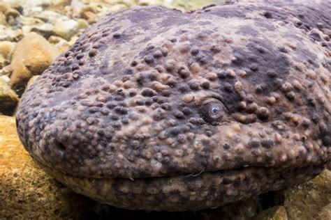 Photographing the Japanese Giant Salamander | Indopacificimages