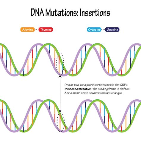 Mutaciones De Adn Inserciones De Pares De Bases Vector En Vecteezy