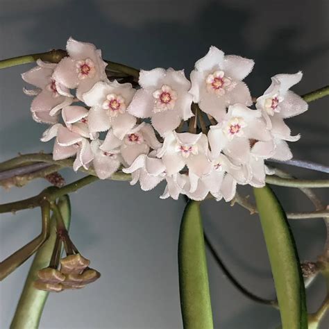 Plant Faqs Hoya Shepherdii