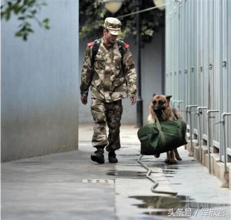 老兵退伍背包離開軍營，軍犬不舍做出舉動，讓人不禁潸然淚下 每日頭條