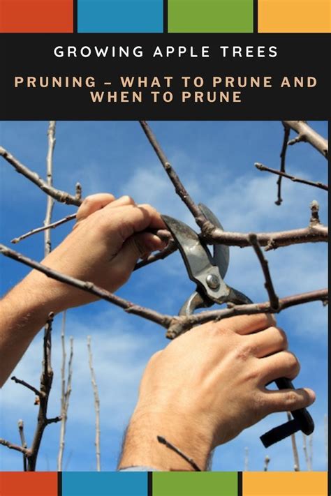 Pruning Apple Trees Artofit