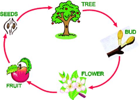 Life Cycle Of A Apple Tree