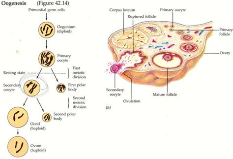 MyBiologyPal: Spermatogenesis & Oogenesis