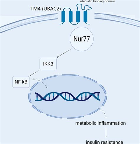 A Graphic Summary Depicting The Effect Of Ps And Tm In Chronic