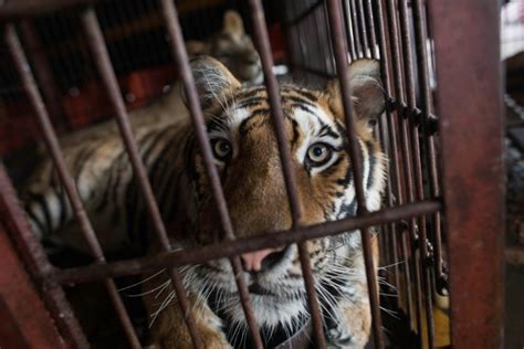 Portugal bans use of wild circus animals