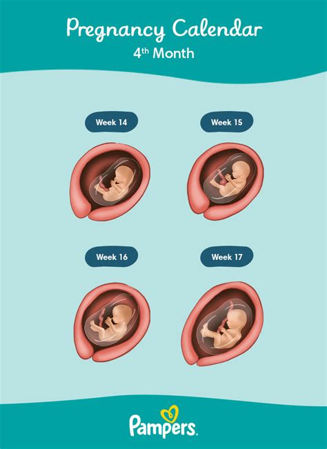 stages  pregnancy  weeks