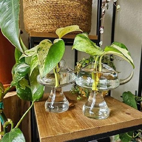 18 Best Plants To Grow In Glass Bowls Of Water