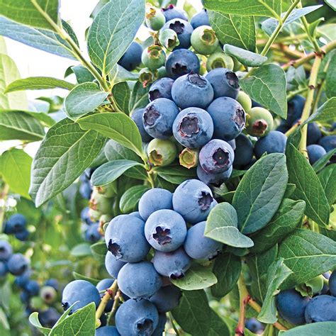 Oneal Southern Highbush Blueberry Gurneys Seed And Nursery