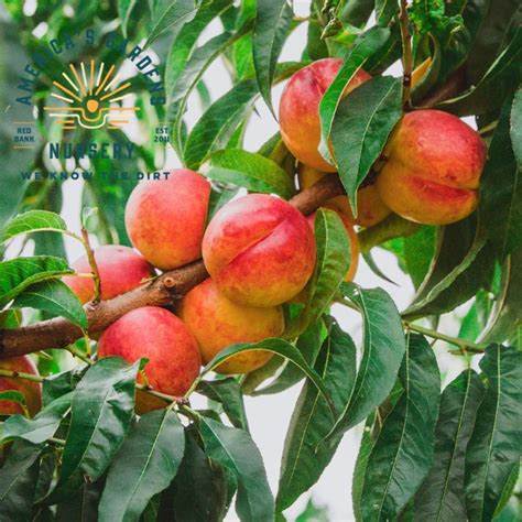 Contender Peach Tree America S Gardens Nursery