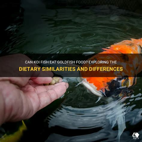 Can Koi Fish Eat Goldfish Food? Exploring The Dietary Similarities And Differences | PetShun