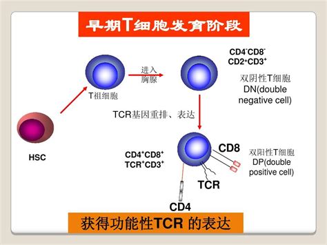 医学免疫学 免疫细胞t细胞word文档在线阅读与下载无忧文档