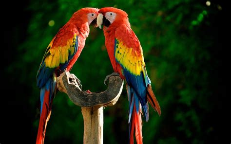 Guacamaya Wallpapers Top Free Guacamaya Backgrounds Wallpaperaccess