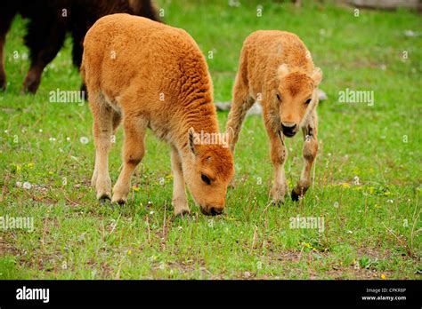 American Bison Bison Bison Spring Calves Yellowstone National Park